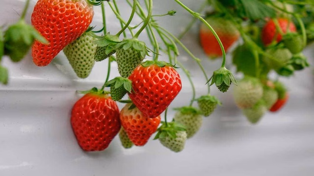 Do mọc sát mặt đất, dâu tây dễ bị nhiễm vi khuẩn, nấm mốc và trứng sâu bám vào các hạt lõm trên bề mặt.