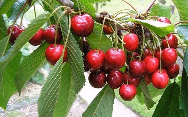 Cherry chín mọng có lớp vỏ mỏng, dễ bị ruồi giấm chích để đẻ trứng, tạo ra những con giòi li ti bên trong thịt quả.